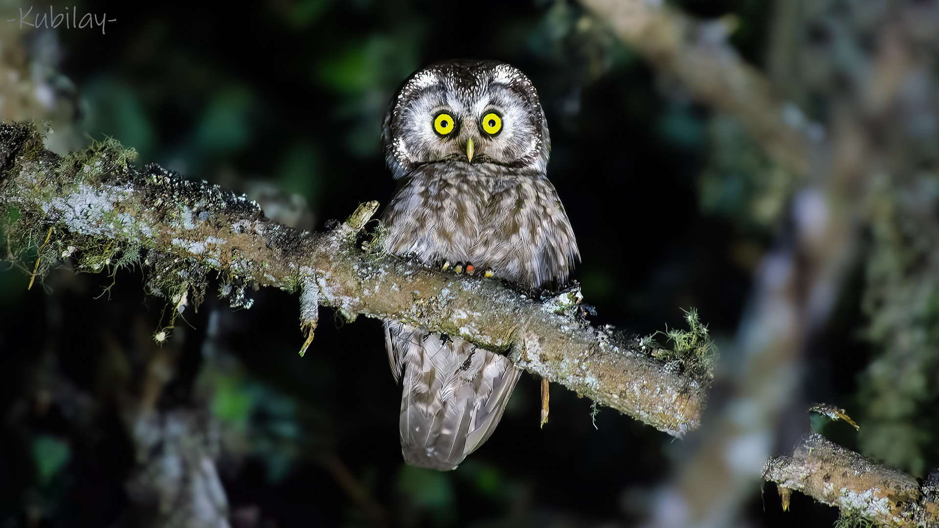 Boreal Owl
